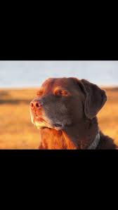 I just recorded some episodes for Termina SMP and afterwards I realized I had my streaming overlay on instead of my recording overlay.