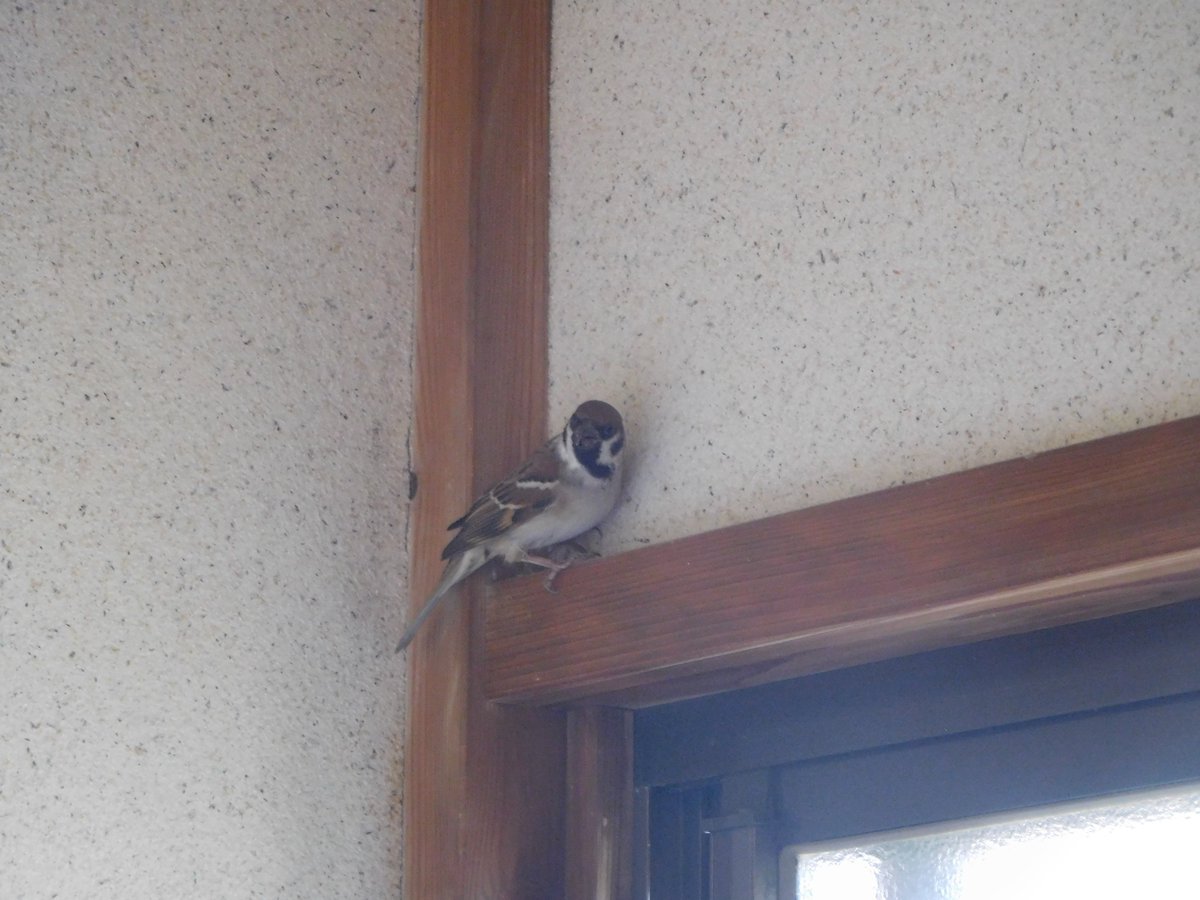 tinyan3's tweet image. 何か小鳥がパタパタしていたので、「え！？ジュウシマツ？　なんで外に出てる？」と見たら迷い込んできたスズメだった。なんとか開けた窓に誘導してお外へ