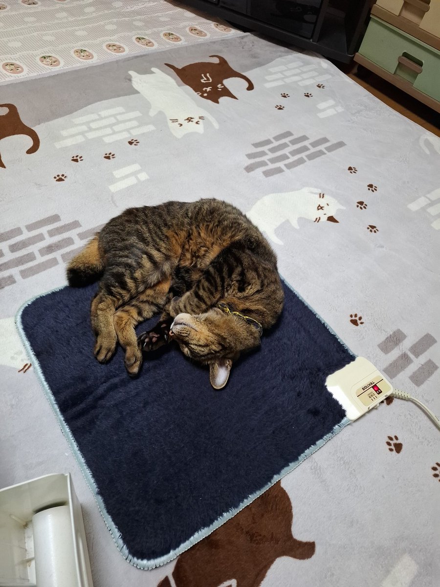 ぬくぬく気持ち良さそう😺