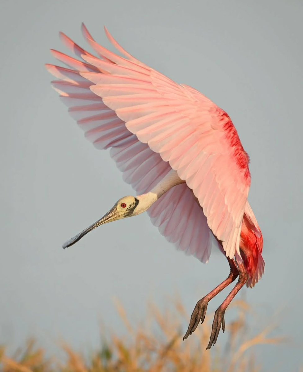 Roseate Spoonbill

📸: jc_wings (Instagram) ©️

#NatureBeauty