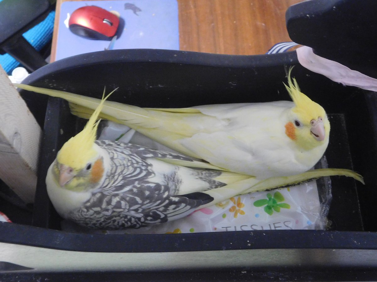 tinyan3's tweet image. お気に入りの寝床であるティッシュボックス