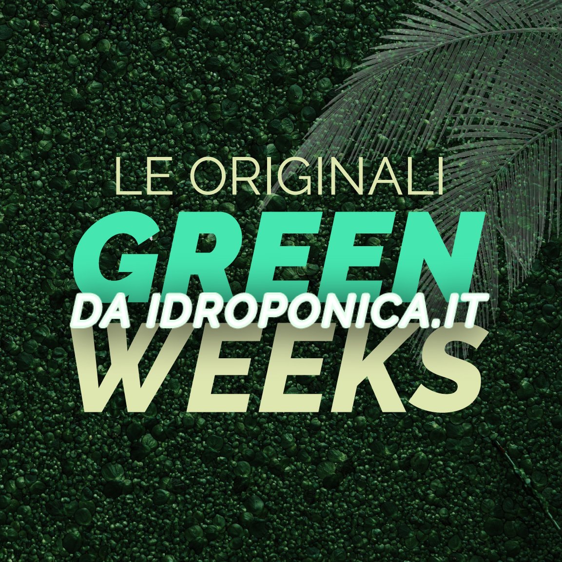 idroponicagrow's tweet photo. 🌿 𝗕𝗥𝗘𝗔𝗞𝗜𝗡𝗚 𝗡𝗘𝗪𝗦 🌿
Sono iniziate le #GreenWeeks di https://t.co/EMc0F3waT3

Sconti fino al 50% su tantissimi prodotti!
...e le tue piante ringraziano 💚

https://t.co/y19HBrimp7 https://t.co/n18H4vjgSj