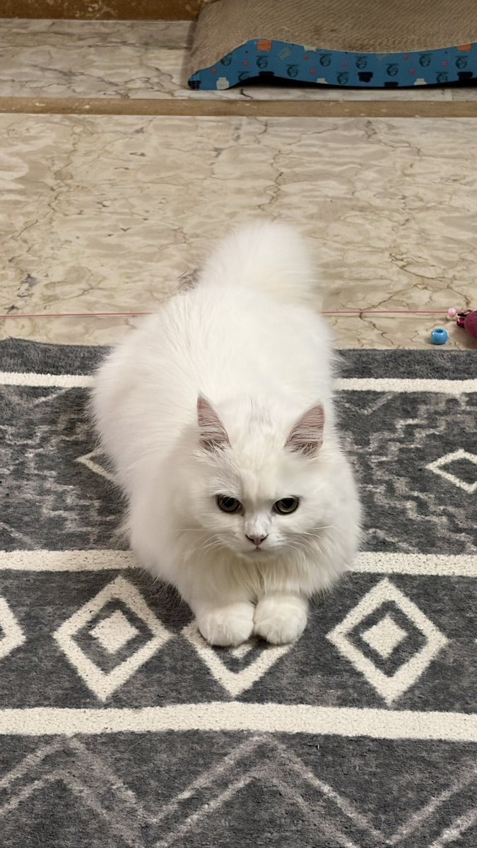 ughsiepughsie's tweet photo. fav bun https://t.co/nJXCCAREFA