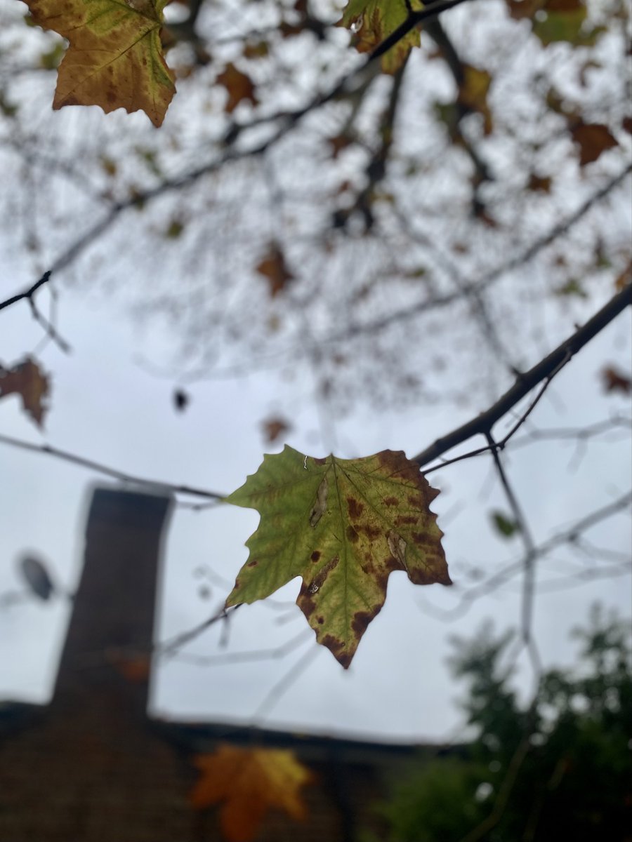 “For the memory is such a feeble thing and blurs and distorts past impressions.”

~ Sylvia Plath, Letters