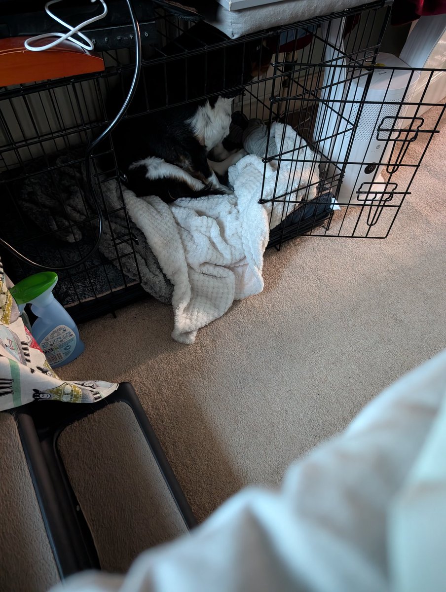 This dog was howling his head of a min ago. However I know if I point the camera at him he stops and turns away. 😂 And yes I was asleep. His cage door and my door are open he just wants more attention