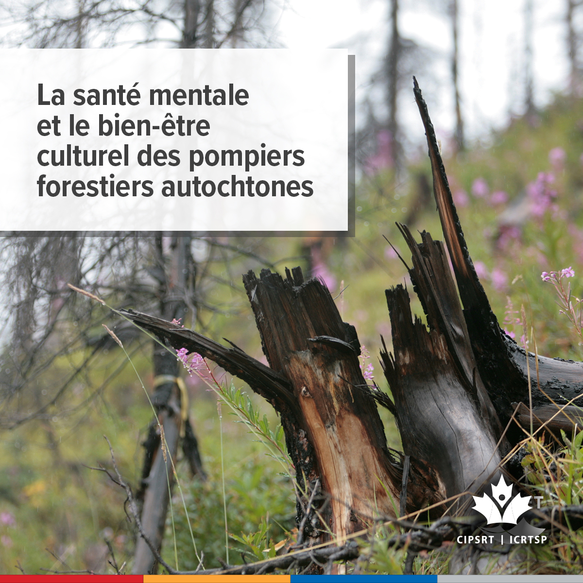 CIPSRT_ICRTSP's tweet image. Les pompiers autochtones doivent composer avec un passé colonial en plus des autres défis considérables liés à la lutte contre les feux de forêt. Le jeudi 11 décembre (11 h HNE) participez à la discussion virtuelle sur les défis et les facteurs de stress considérables que vivent…