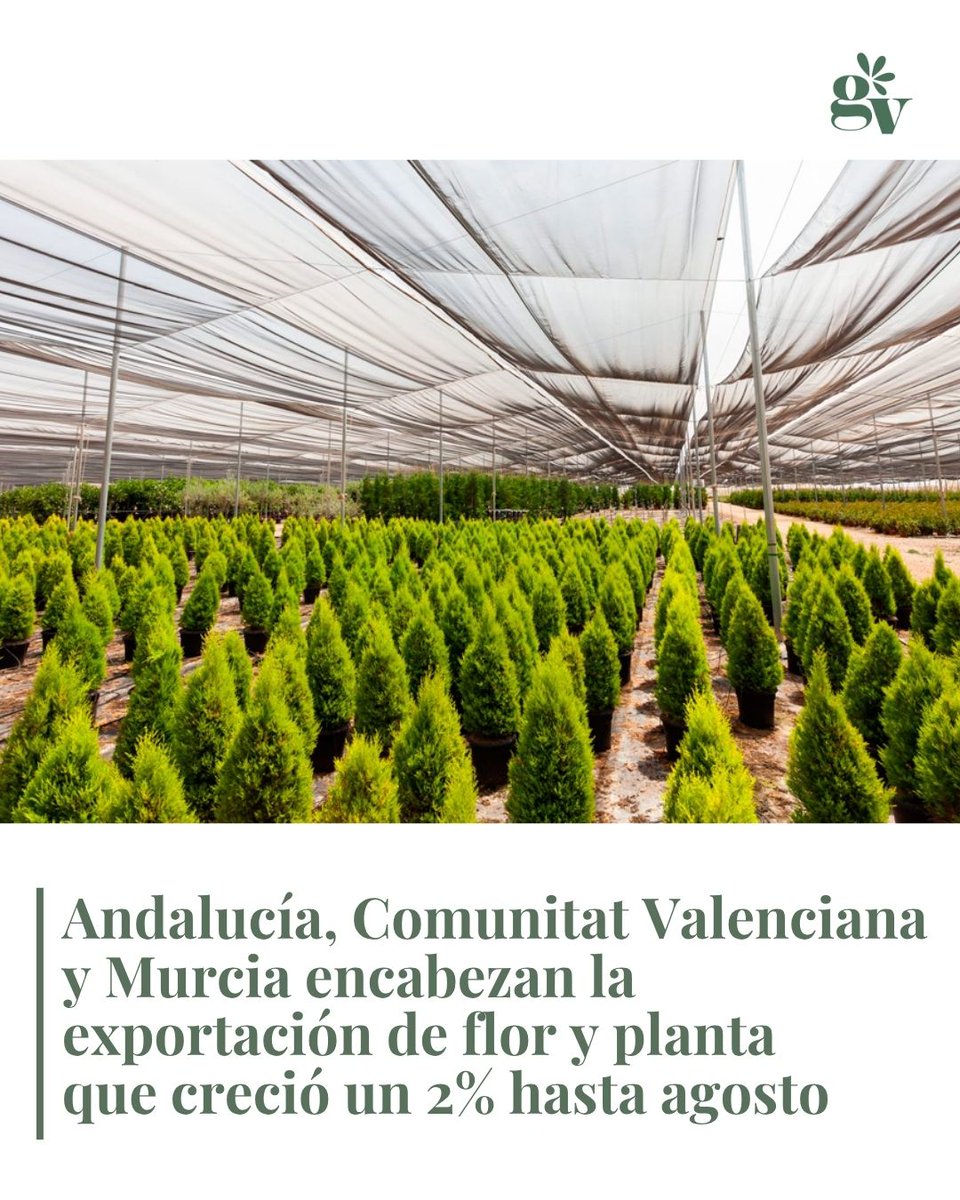 📊 Según Fepex, la exportación española de flor y planta alcanza en los primeros 8 meses los 511 millones de euros.

Toda la información en nuestra web: guiaverde.com/noticias/andal…

#exportaciones #economía #empresas #horticultura #agricultura