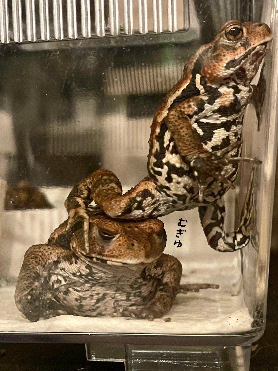 siberian_nyaho's tweet image. むぎゅ‥ウーロンが麦茶を踏んでご飯待ち🍚✨　#ニホンヒキガエル