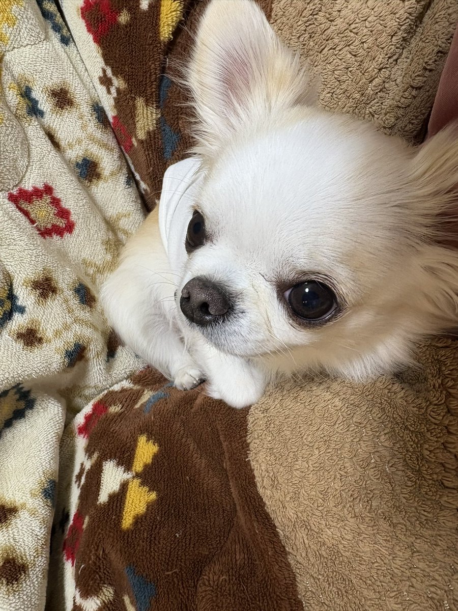 チワワの風太 (@futa_0210) / Posts / X