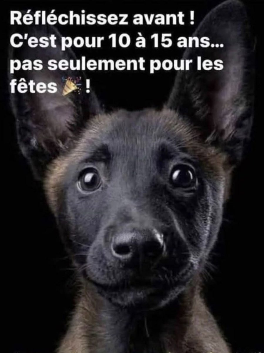 fleurlarebelle's tweet image. JE NE SUIS PAS UN CADEAU DE NOËL ~