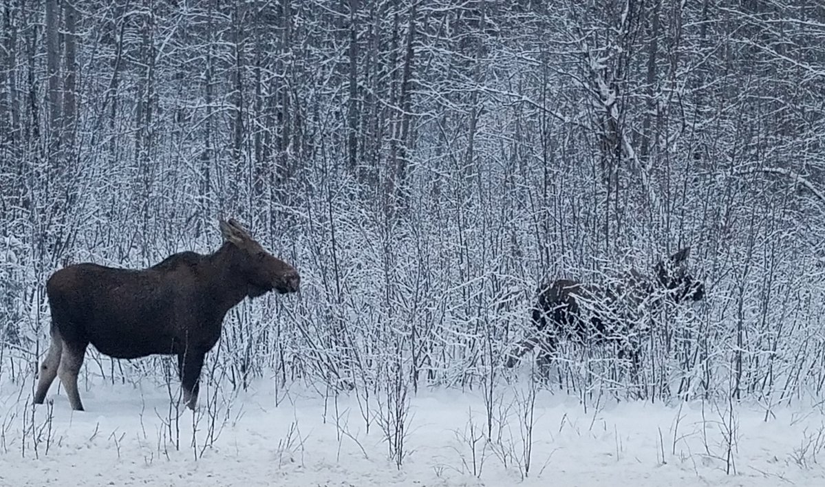 Here's a Monday moose pic for you all.