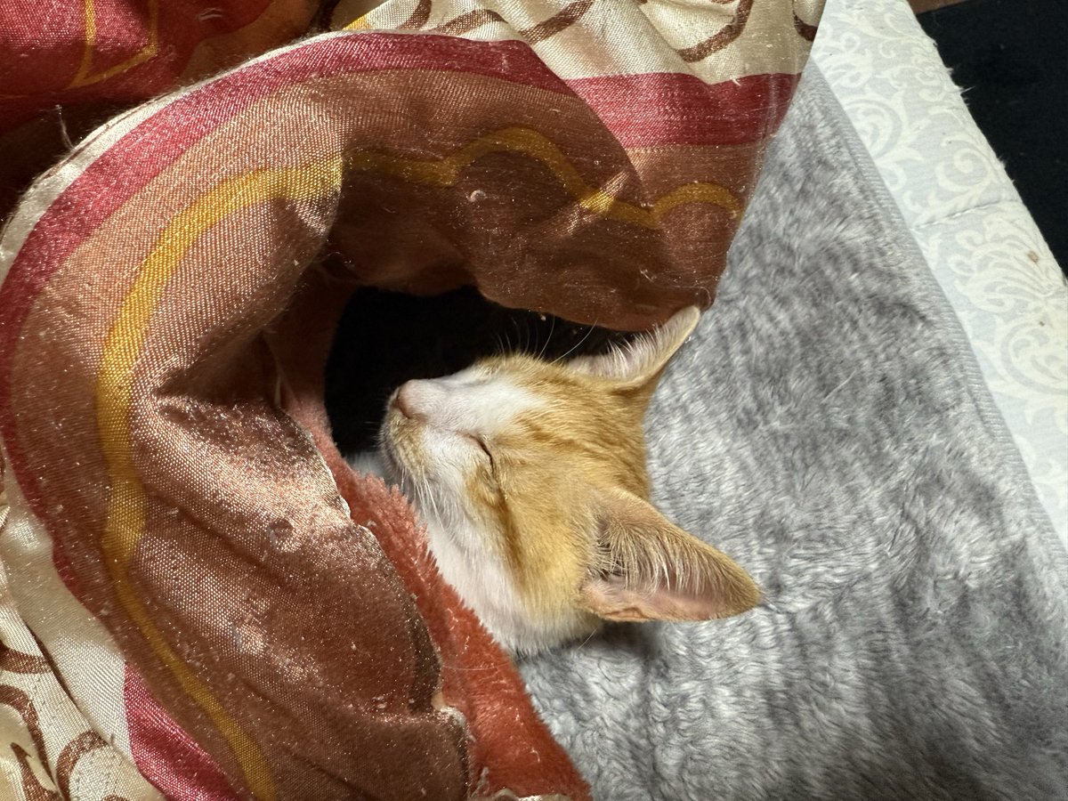 つむぎ (@Kuro_Tsumugi) / Posts / X