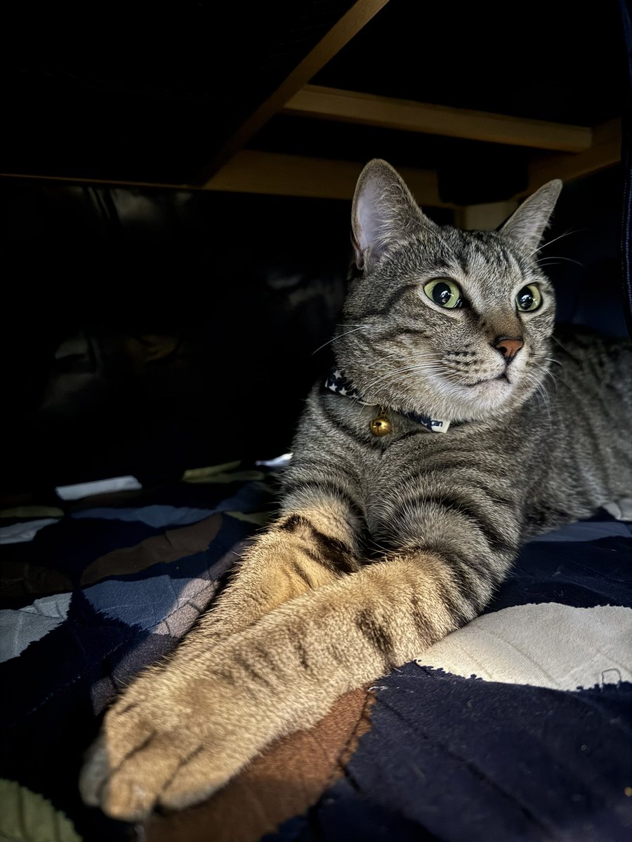 hari_kyu_calm's tweet image. 今日はほぼ一日中こたつの中でいたチャンジャくんです🐱
#猫好きさんと繋がりたい