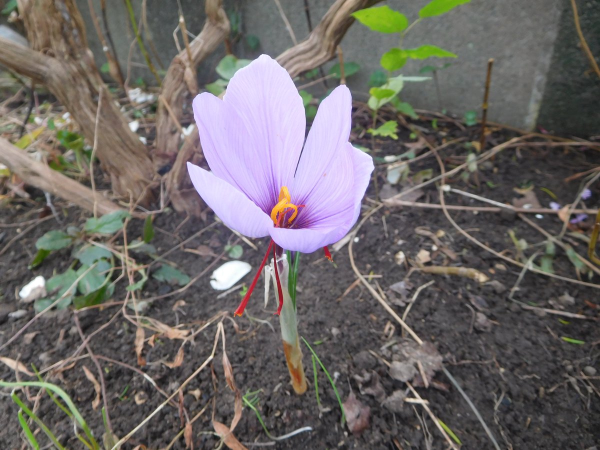 tinyan3's tweet image. サフランの花。飛び出ている赤いのが雌しべで、花一つにつき3本しか収穫できない。だからサフランは高いのだ