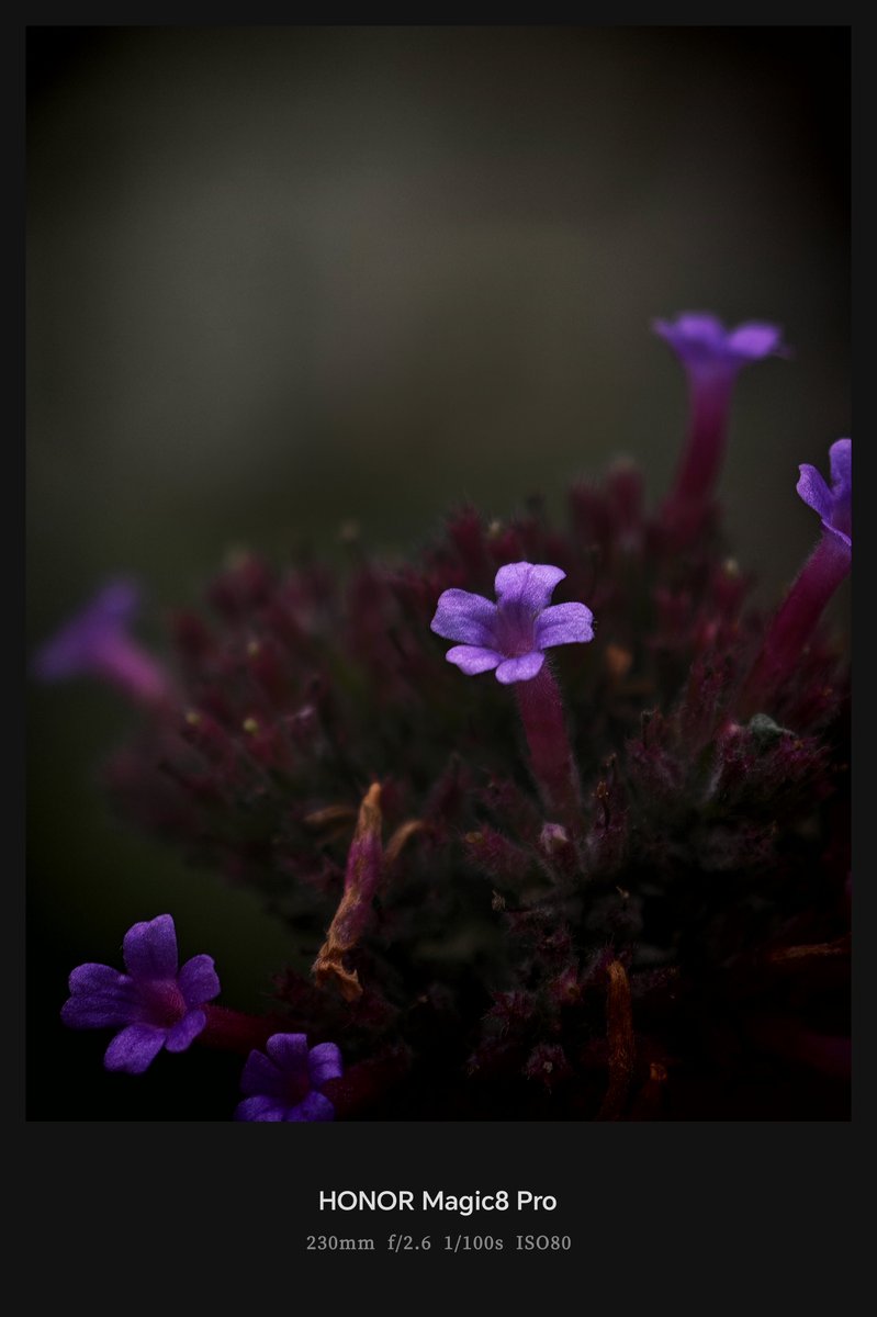 ISAQUES81's tweet image. Honor Magic 8 Pro - Telemacro Shot 😍

Credits: @Frankforphones 
#HonorMagic8Pro #shotonsnapdragon