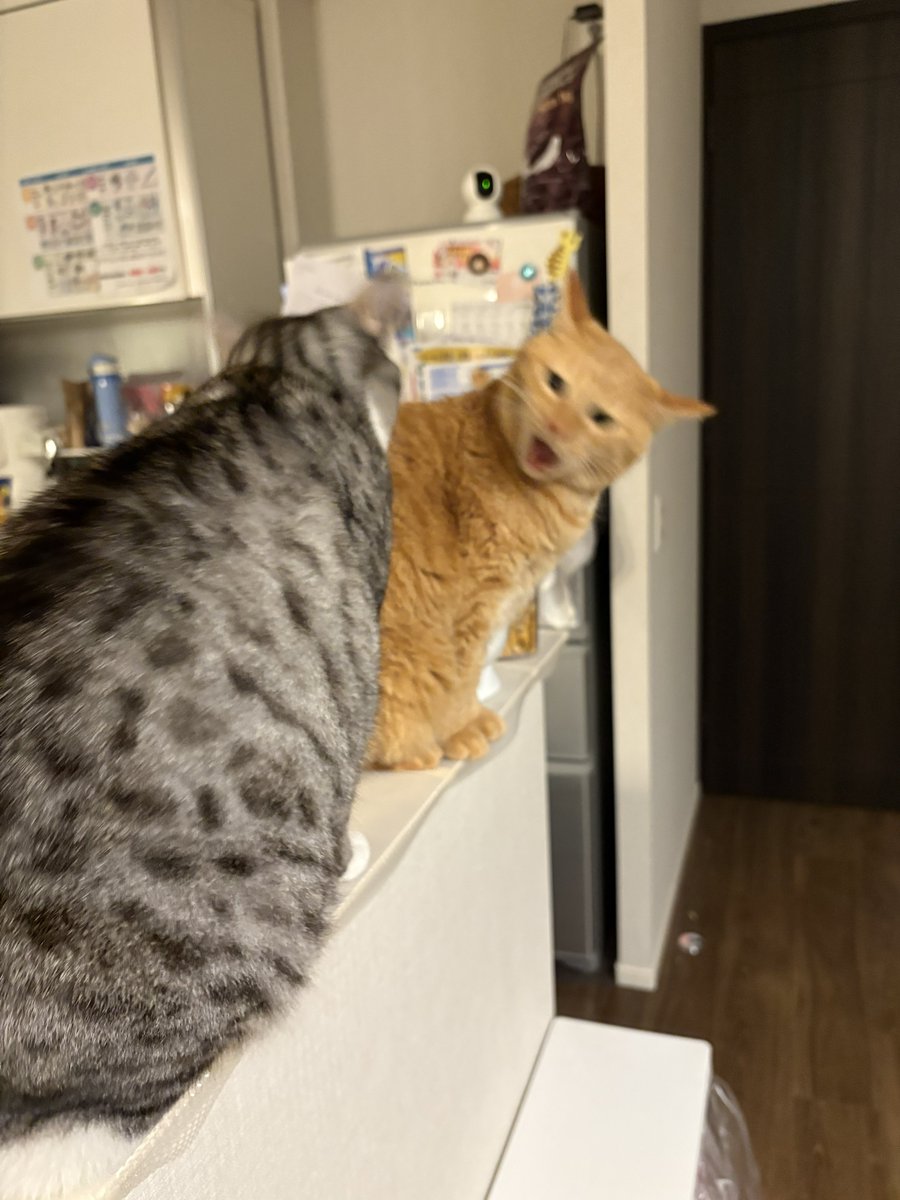 背中をっ！噛むな言うとるやろがい！！