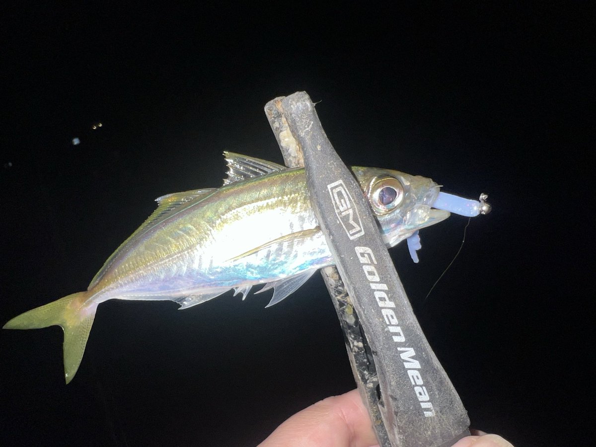 釣りペン (@penta_log0923) / Posts / X