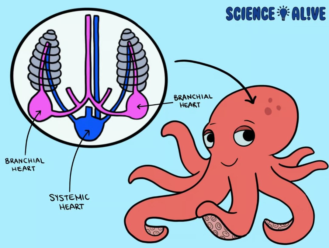 ElectraSysLab's tweet image. Octopuses have three hearts!

Two pump blood to the gills, while the third pumps it to the rest of the body. When an octopus swims, the heart that delivers blood to the body actually stops beating, which is why octopuses prefer crawling to swimming.

📷SFU Science Alive