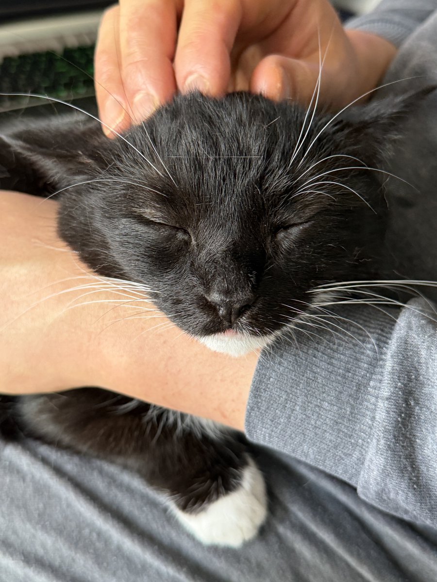 Uni melted on his dad’s lap today… the softest Uni