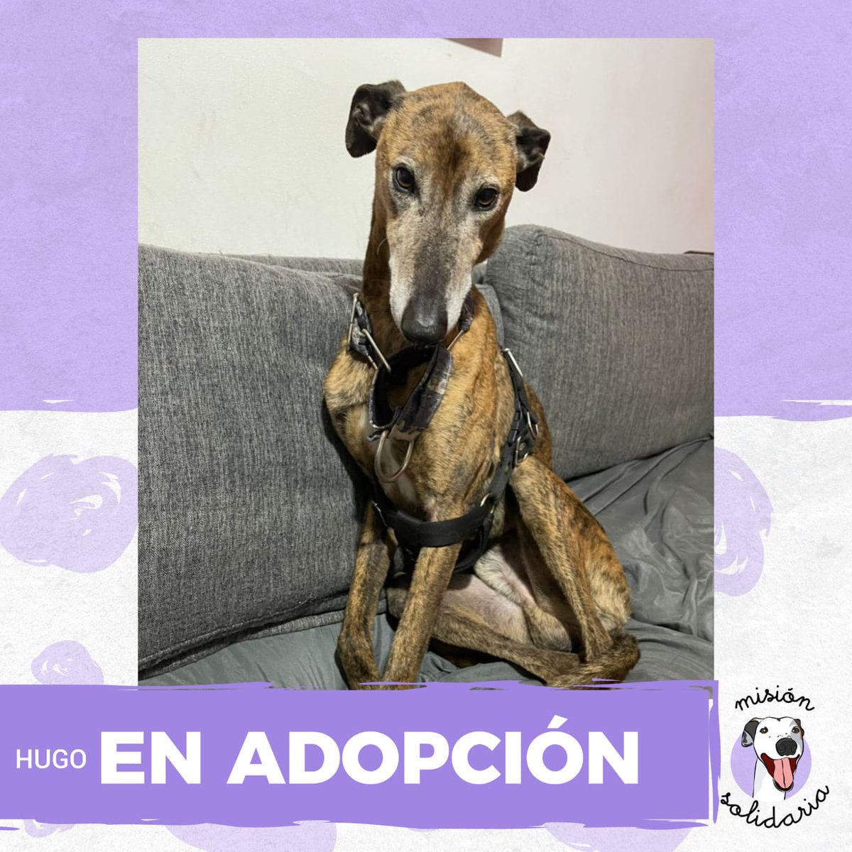 Hugo tiene 8 años. Está castrado, vacunado y desparasitado. Se lleva con perros y con gatos!,
un bombón super dulce y compañerazo!
Zonas CABA y GBA
Queres adoptarlo? Escribime!
misionsolidariatwitter@gmail.com
Asunto: Huguito pero no flores♥
RT porfa