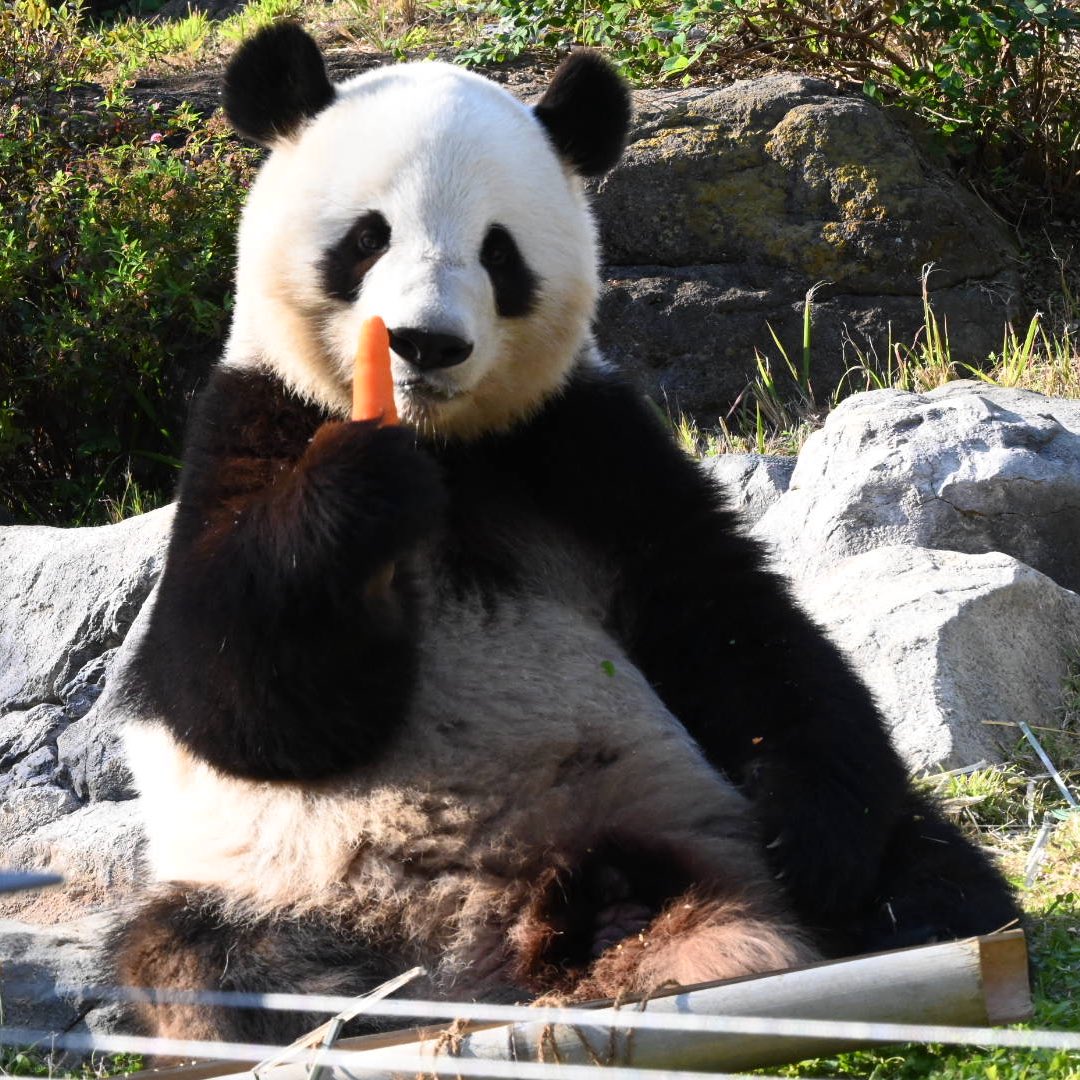 これ、人参でつよ🥕ぼく食べまつよ！ (2025.11.15📷) #上野動物園