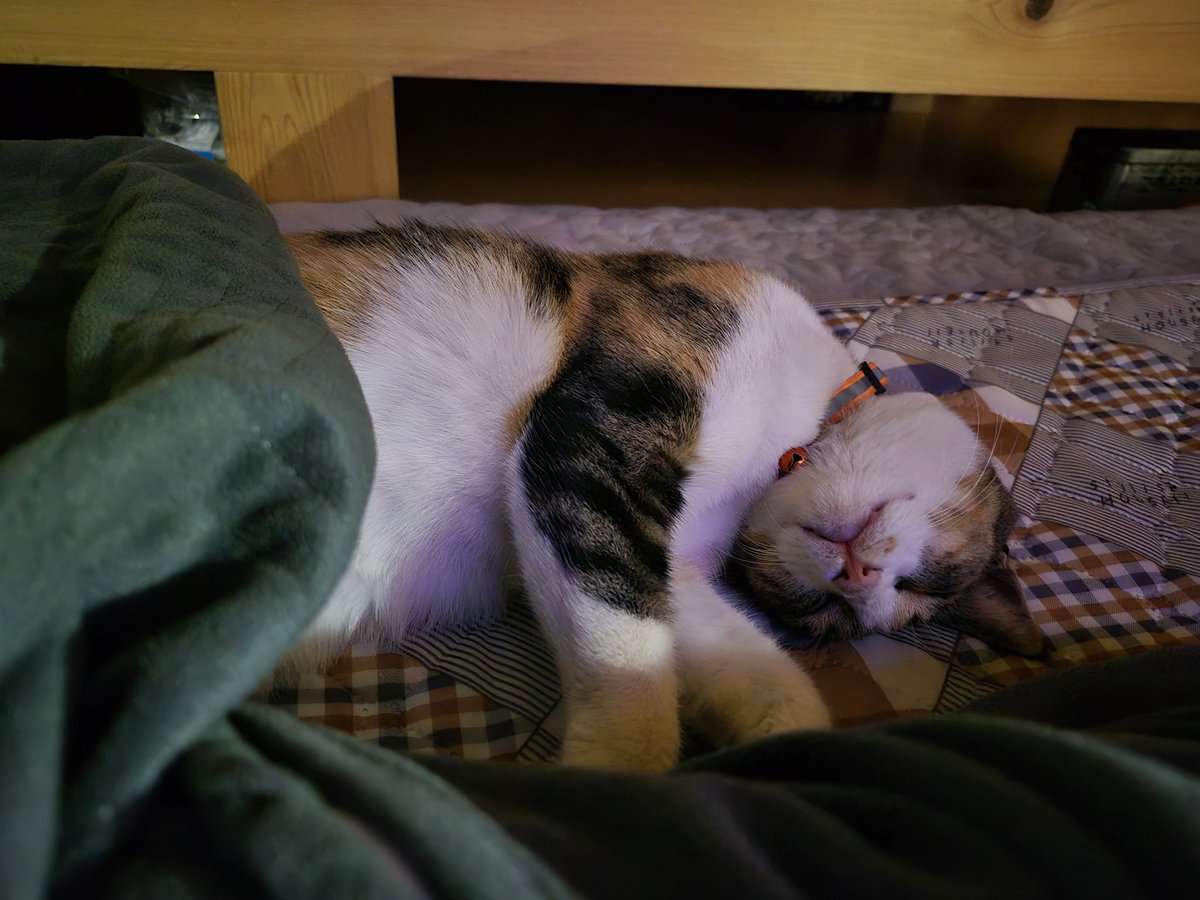 우리집 삼색이 잠든 채로 발견.

배때지 쪼물딱거려도 미동도 음슴.