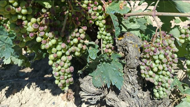 Publicadas las ayudas a explotaciones vitícolas para contrarrestar el sobrecoste por mildiu de esta campaña. El plazo de presentación termina el viernes. Consulta toda la información aquí: uaga.eus/hasta-el-21-de…