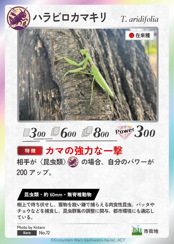 Ecosystem_Wars's tweet image. 🦗⚡生態系ウォーズ カード化フォトコンテスト✨
🎉入賞おめでとうございます🎉

カード名は「ハラビロカマキリ」🌳
樹上でじっと身を伏せ、獲物が近づく瞬間を待つ待ち伏せハンター。
鋭い鎌脚（けんきゃく）から繰り出される一撃は、反射神経と筋力の“瞬発の結晶”⚡…