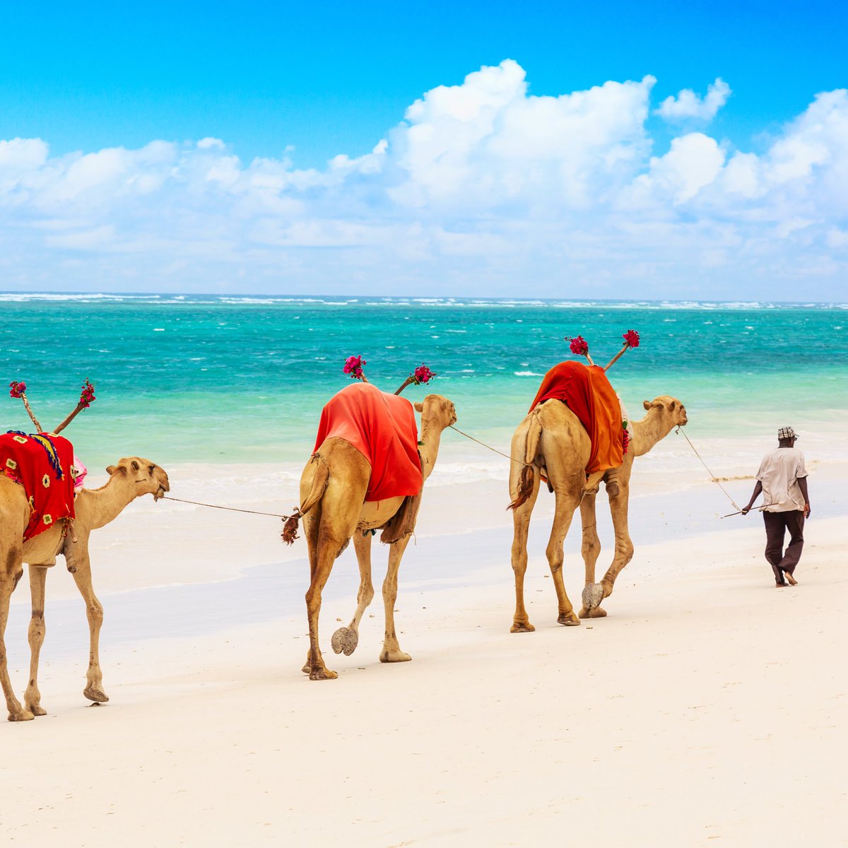We’re just two weeks away from unlocking two of East Africa’s most sought-after coastal getaways! 

Starting Dec 1, we will launch flights to #Zanzibar and resume flights to #Mombasa, expanding your winter holiday options in style: rwandair.com

#FlyTheDreamOfAfrica