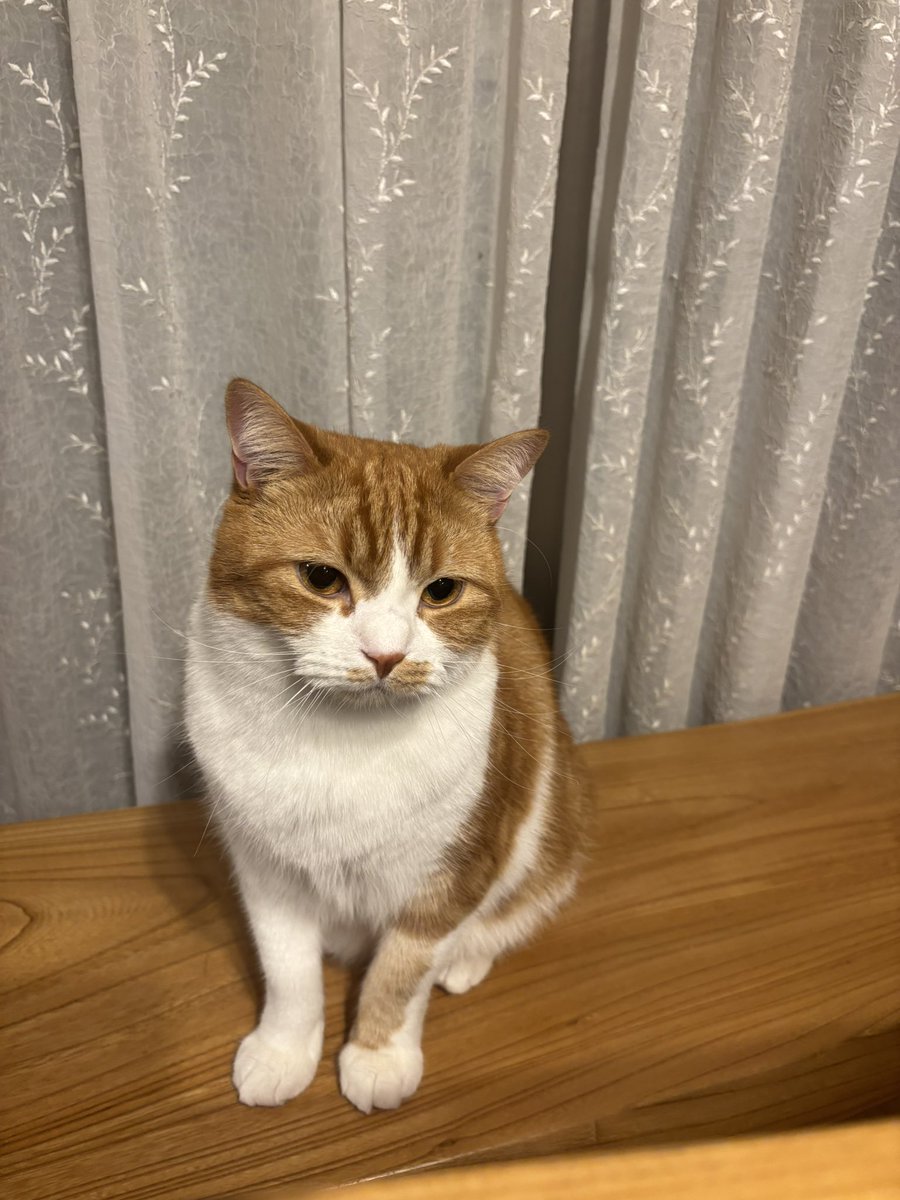NICO_LS2564's tweet photo. いくら大好きだからってオシッコはダメだよね…
#にゃんすたぐらむ #ニコルス #猫のオシッコ https://t.co/Cn4FSDlnwA