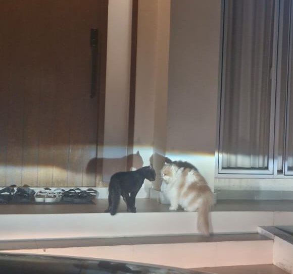 takut banget kenapa anak gendut ini bisa diluar😭😭😭