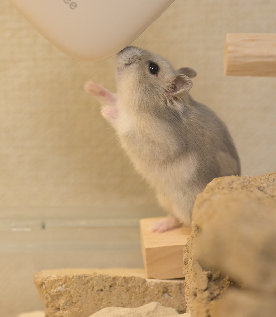 ペロ木村 (@S5ROvu7uvUr8RO5) / Posts / X