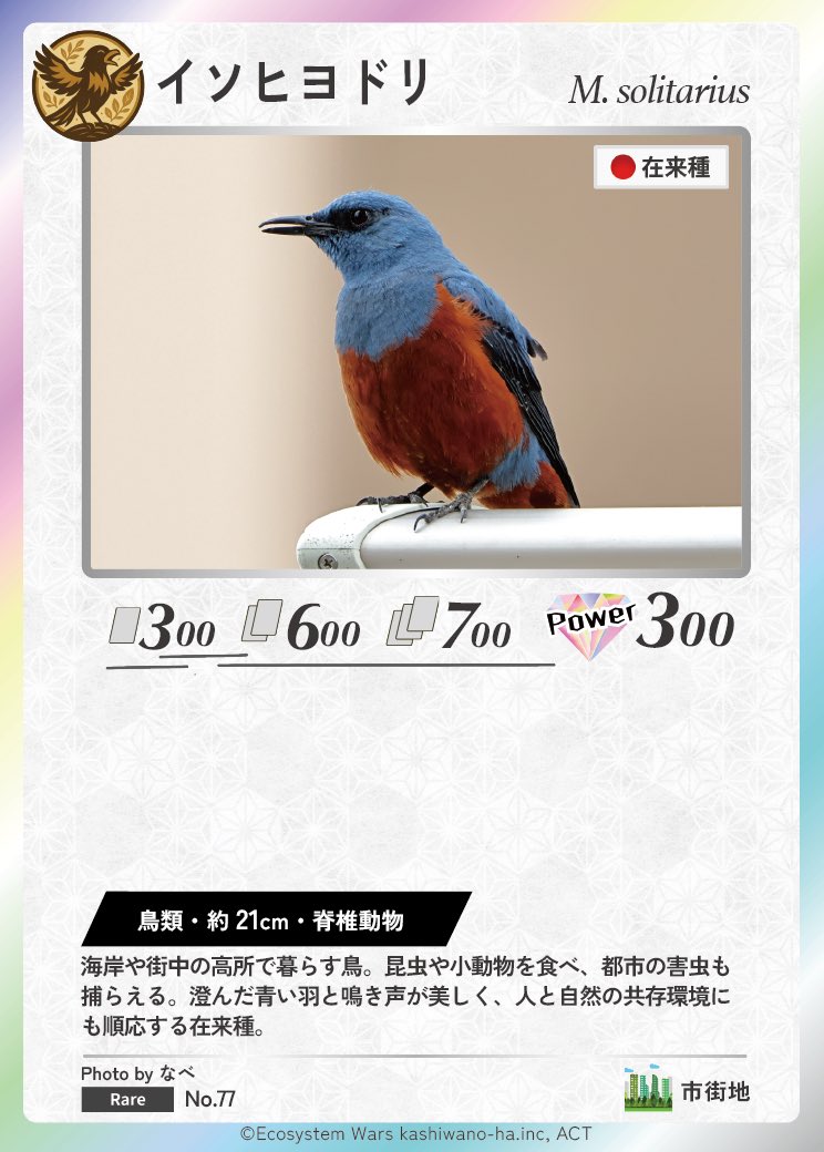 Ecosystem_Wars's tweet image. 🕊️🌆生態系ウォーズ カード化フォトコンテスト✨
🎉入賞おめでとうございます🎉

カード名は「イソヒヨドリ」💙🧡
海岸の崖や街中の高所に住む、都市にも順応したハンター。
青と赤褐色のコントラストが美しく、澄んだ鳴き声は都会の“自然のBGM”。…