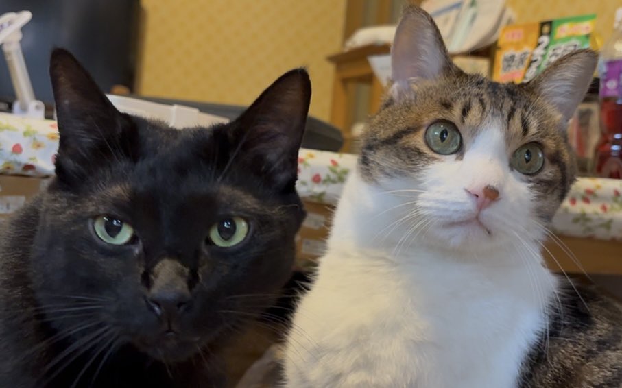 呼んだかにゃ〜🤣💛💙