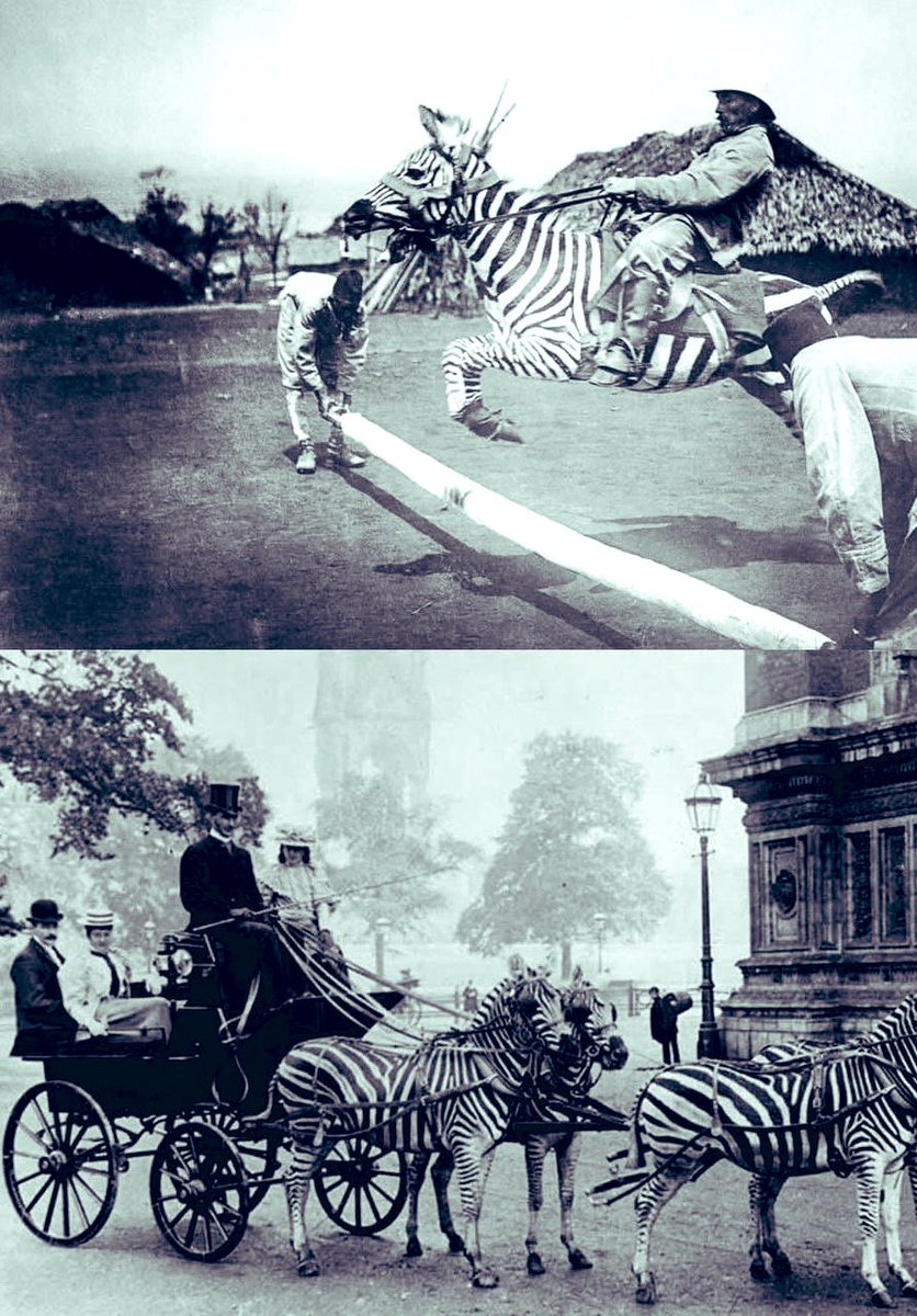 BoyOfficial9's tweet image. They even tried to to subjugate the zebras . 😂
Thank God they survived 💪🏽💪🏽

Zebra 🦓 appreciation 🖤