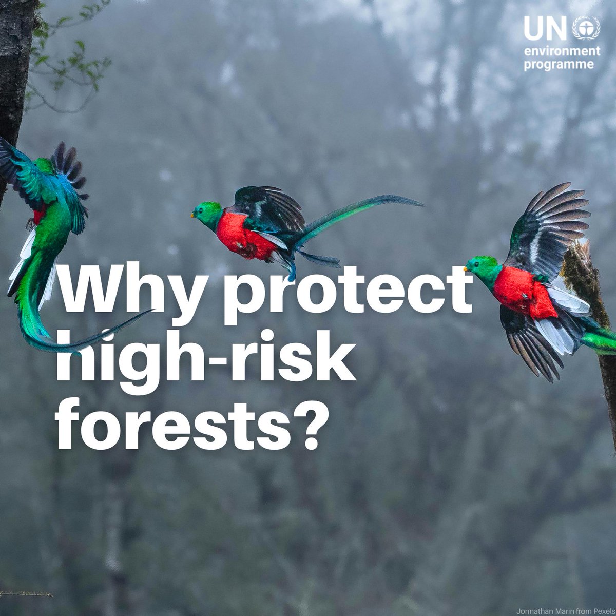 UNEP's tweet image. Today at #COP30, forests take centre stage.

#DYK 53 million people rely on high-risk tropical forests for water, food, and resilience.

Tripling investments could drive growth while tackling climate change and biodiversity loss: ow.ly/5Yu250XsNvz