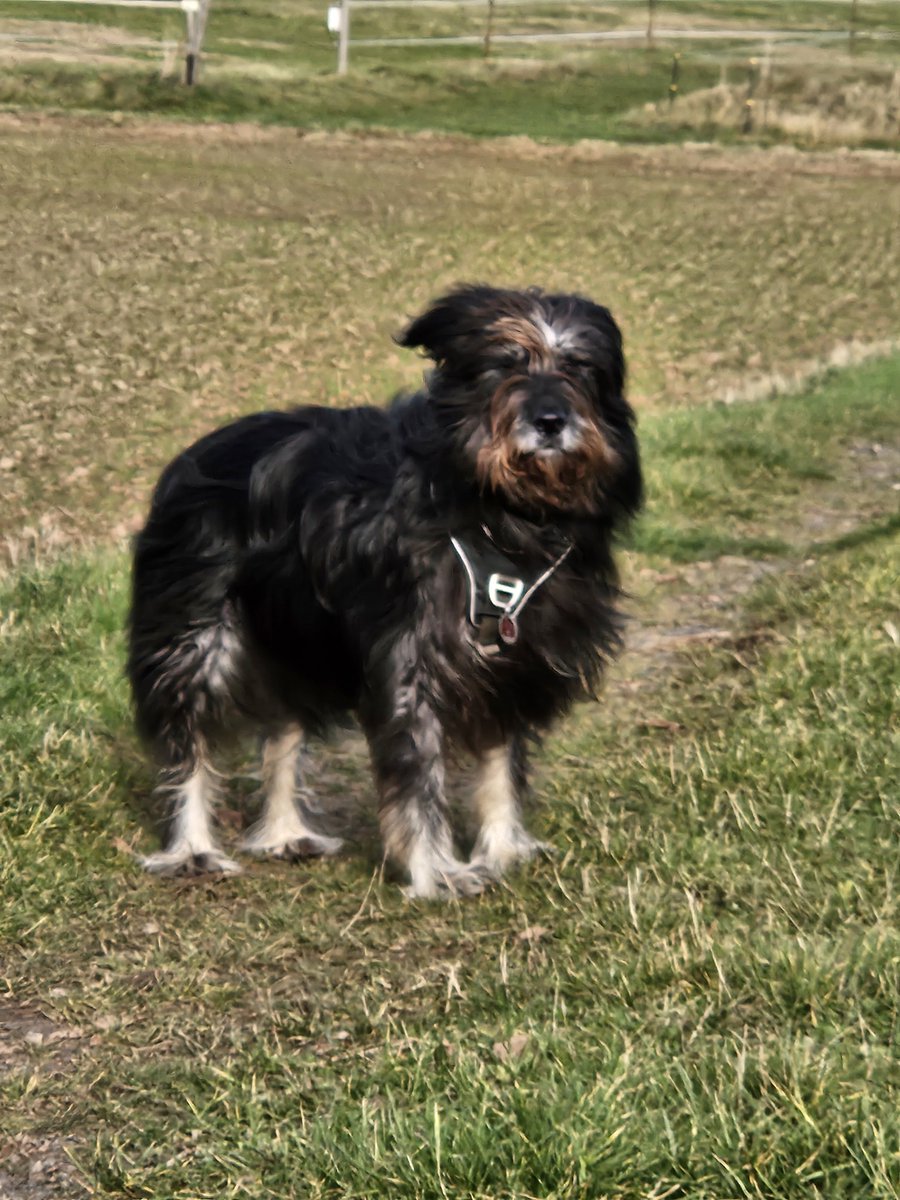 rbeate23's tweet photo. Endlich Feierabend 🥳 und Grüße von der #Gassi-geh-Runde 🐕🐾. Da hat einer null Bock, Gassi zu gehen? Vom Winde verweht 🫣Ist ja auch Sauwetter. 🌧☔️🌬 https://t.co/HNk7fyhPUp