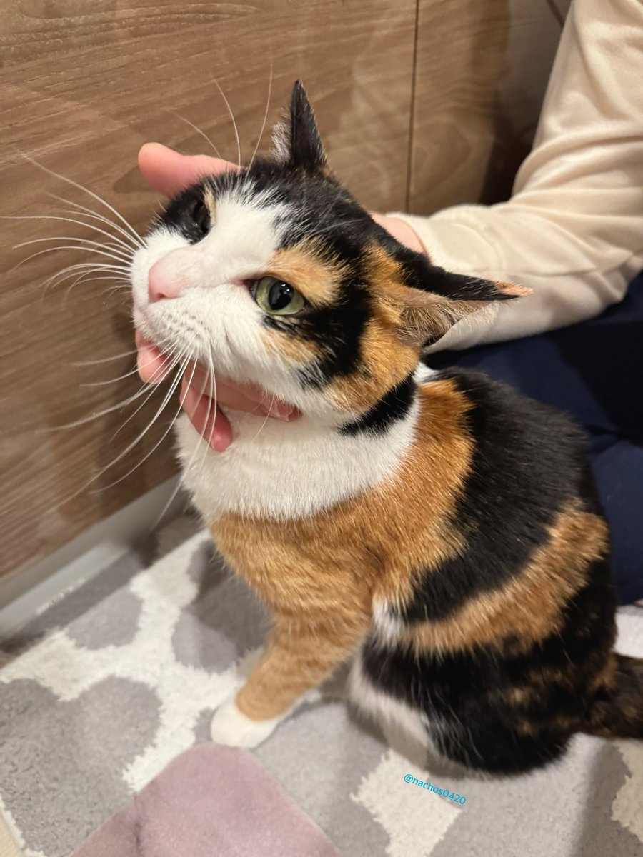 新柄♡豹柄猫ちゃん♡オーダー♡ 新柄♡豹柄猫ちゃん♡オーダー♡ 新柄♡豹柄猫ちゃん♡