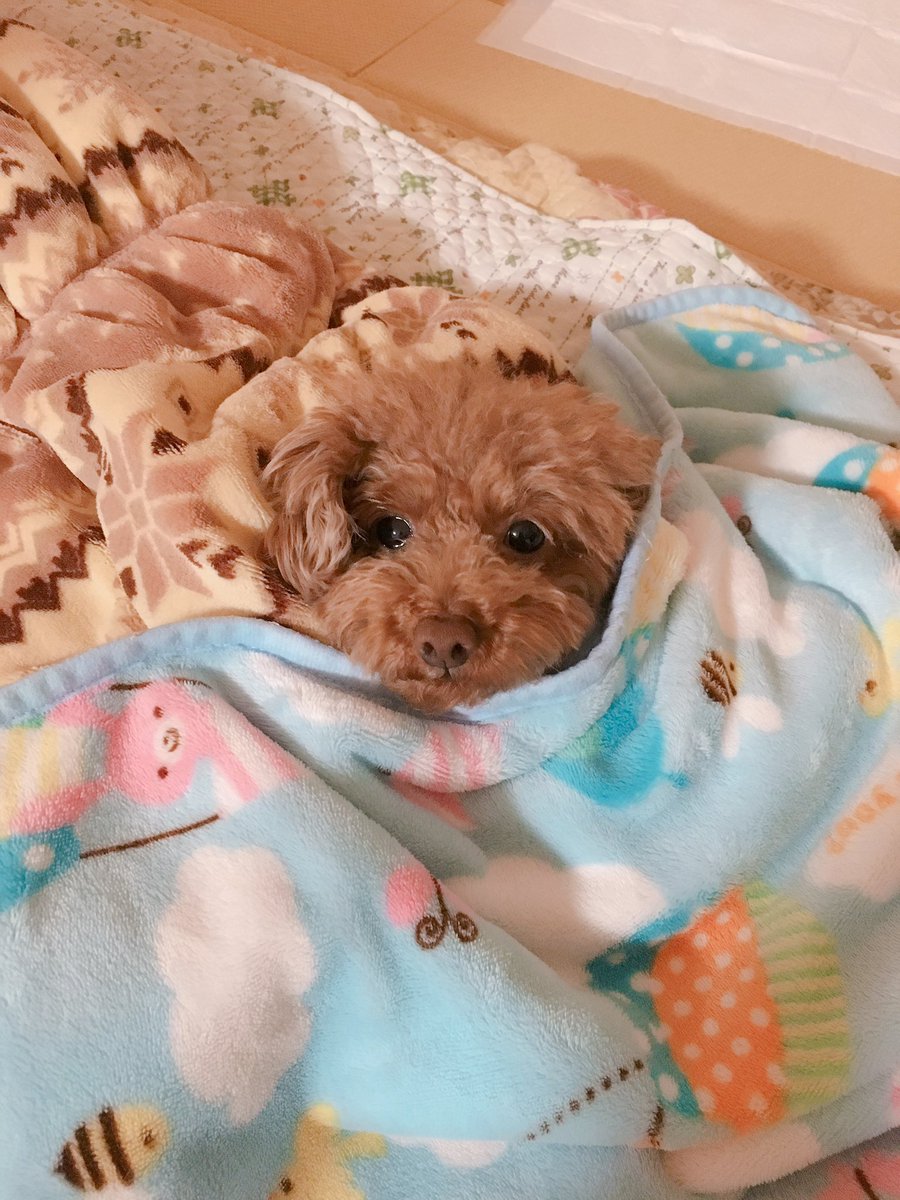 nenenezn's tweet photo. うちの妖精さんはささみしかおやつ食べれなかったから大好物💓 https://t.co/bmC0LWhkrd