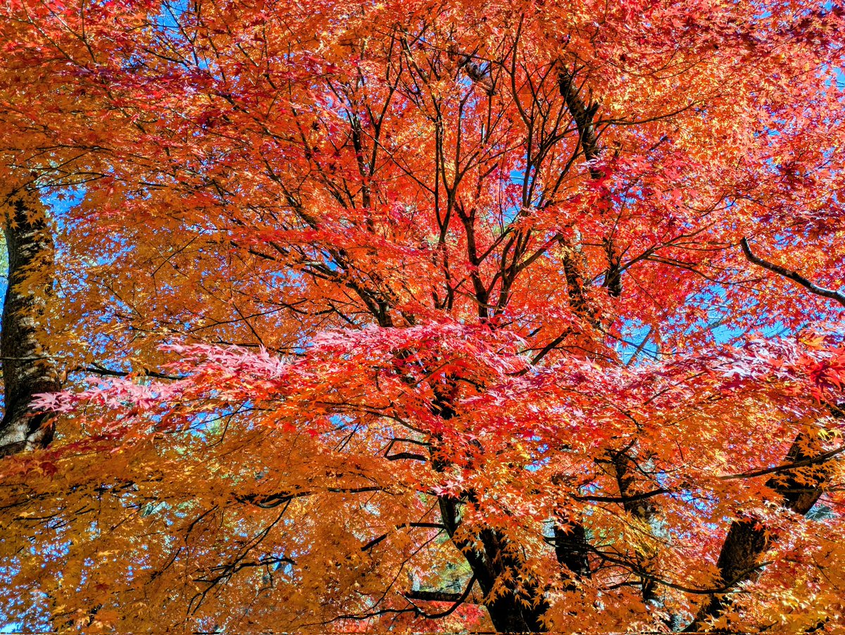 loverymarin's tweet photo. 今日の山中湖、雲一つない富士山🗻紅葉はそろそろ終わりかな🍁 https://t.co/OrL947iXZX