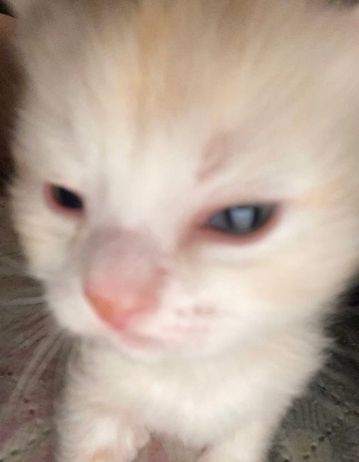 estrojun's tweet image. Kittycam