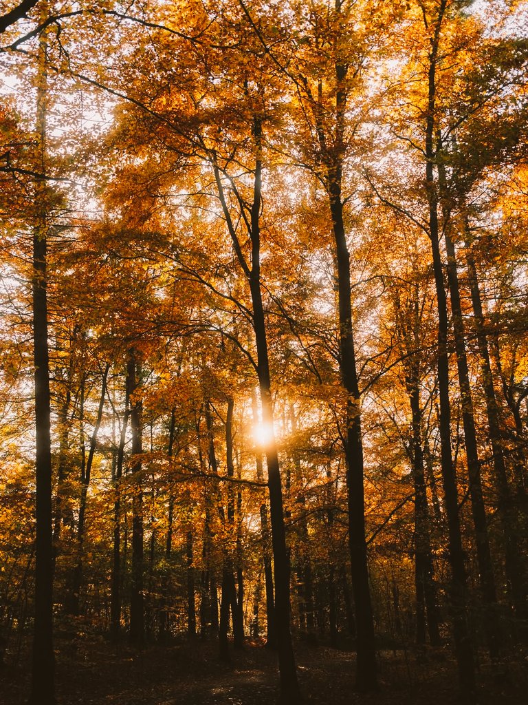 Good morning everyone ☀️🍂