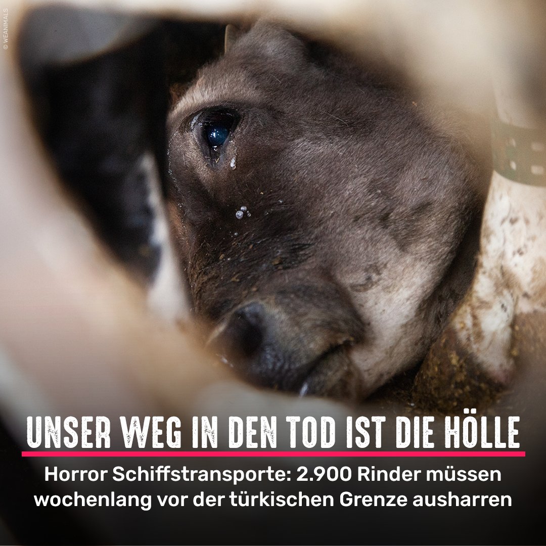 2.900 Rinder aus Uruguay müssen seit Wochen vor der türkischen Küste ausharren. Wegen fehlerhafter Dokumente darf das Schiff nicht anlegen. Auf Kosten der Tiere. Zumindest Transporte aus Deutschland in Drittländer könnte das <a href="/BMLEH_Bund/">BMLEH Landwirtschaft · Ernährung · Heimat</a> endlich verbieten und viel Leid verhindern.