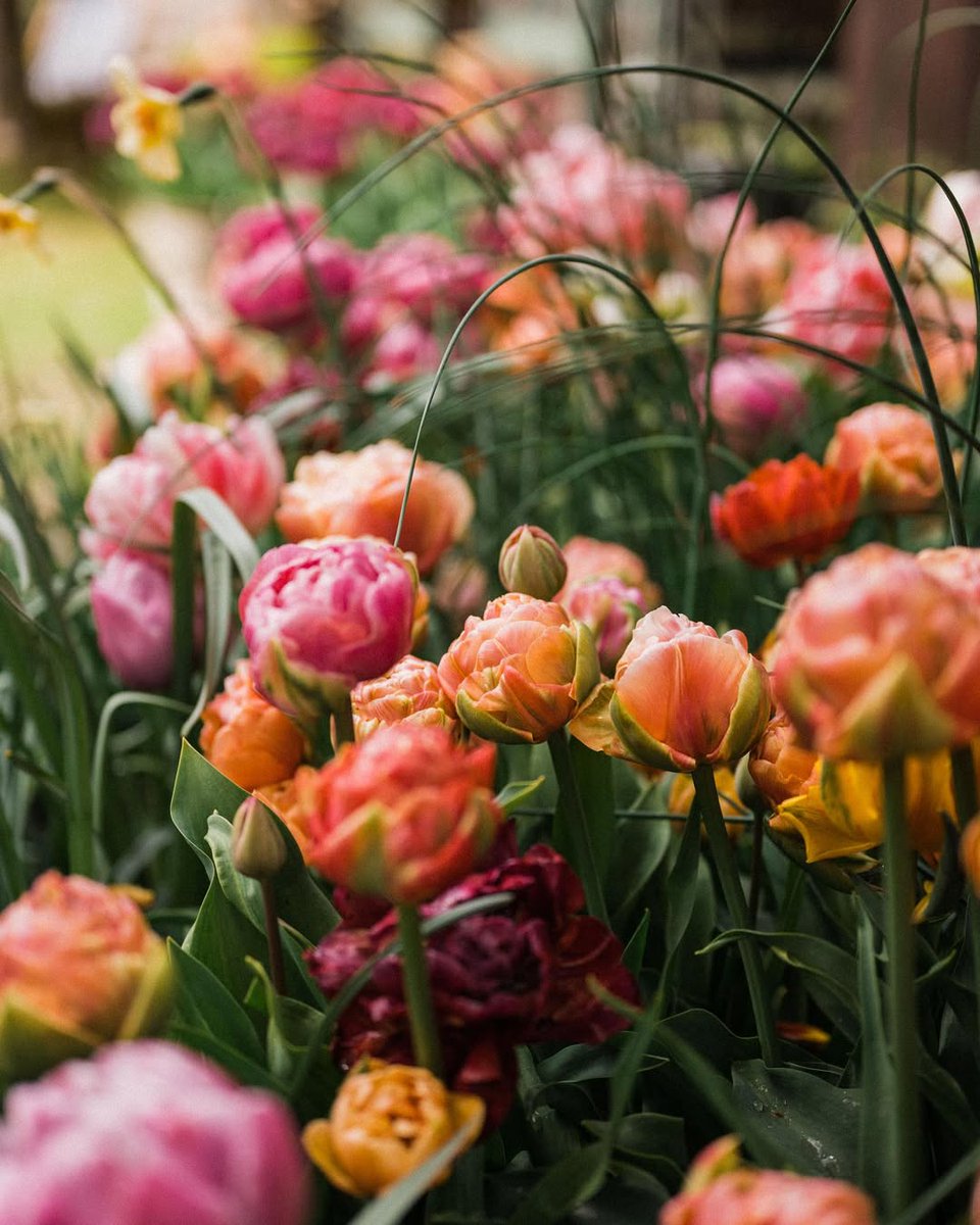 The flowers remind us why the rain was so necessary.