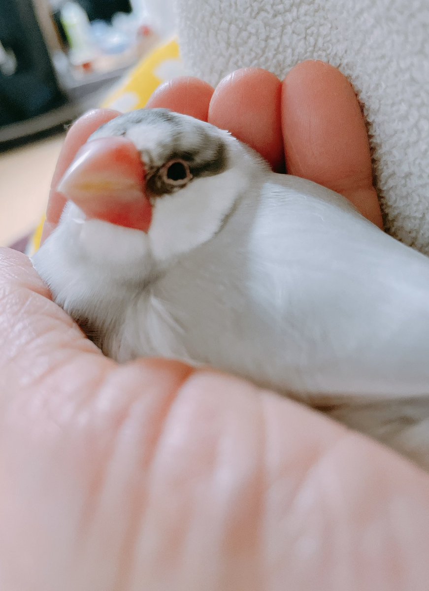 夜のまーぶる🎵

#buncho