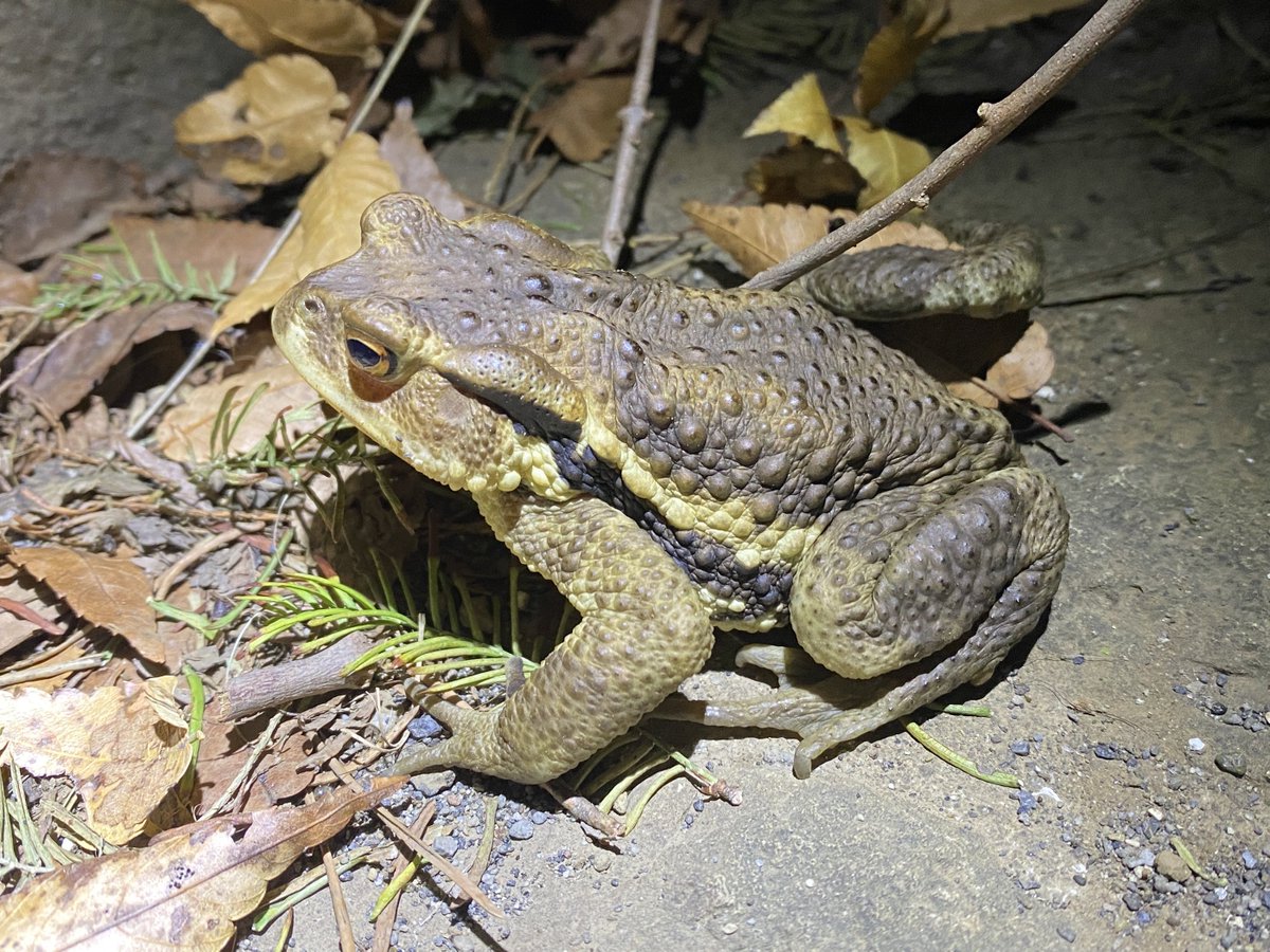 外来種サークルうしがえる屋ナベセチカー (@nabeseticaa3) / Posts / X