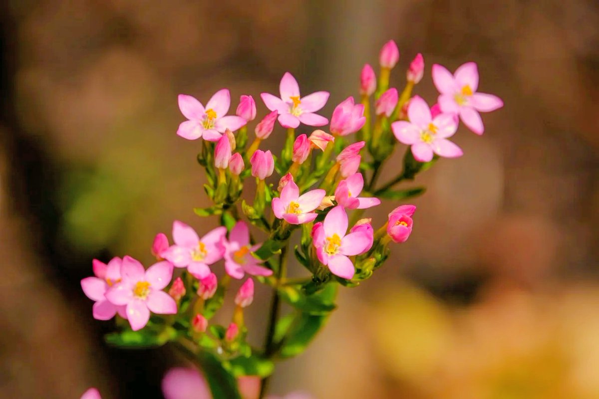 t_a_m_a_ch's tweet image. 皆さんおはたま🍒

特に話すネタもないので今日も忘年会の話になっちゃうんですけど

会社に366日お酒呑んでるリアル酒豪がいるんですよ

それでもいい

それでもいいと思える恋だった

戻れないと知ってても

繋がっていたくて

みたいな感じですね…