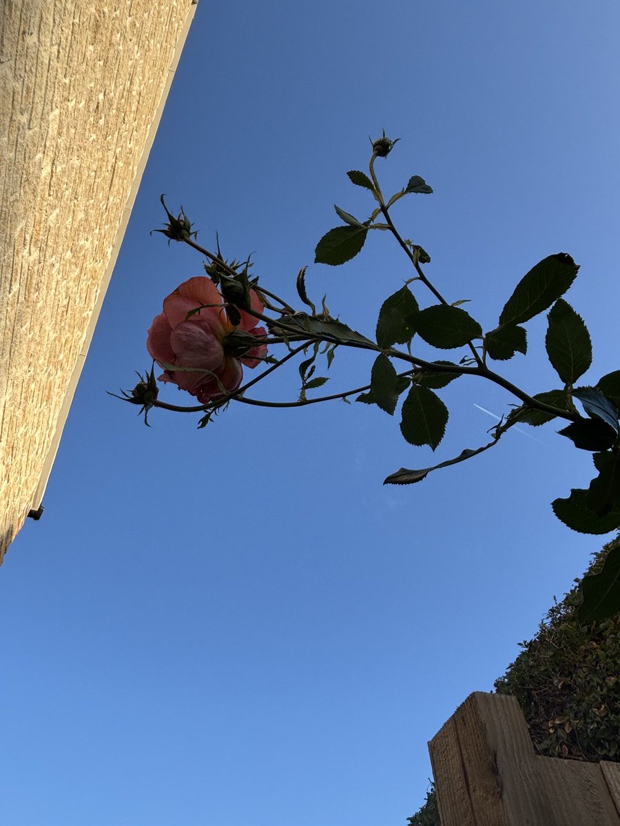 Isobel Maddison tweet media