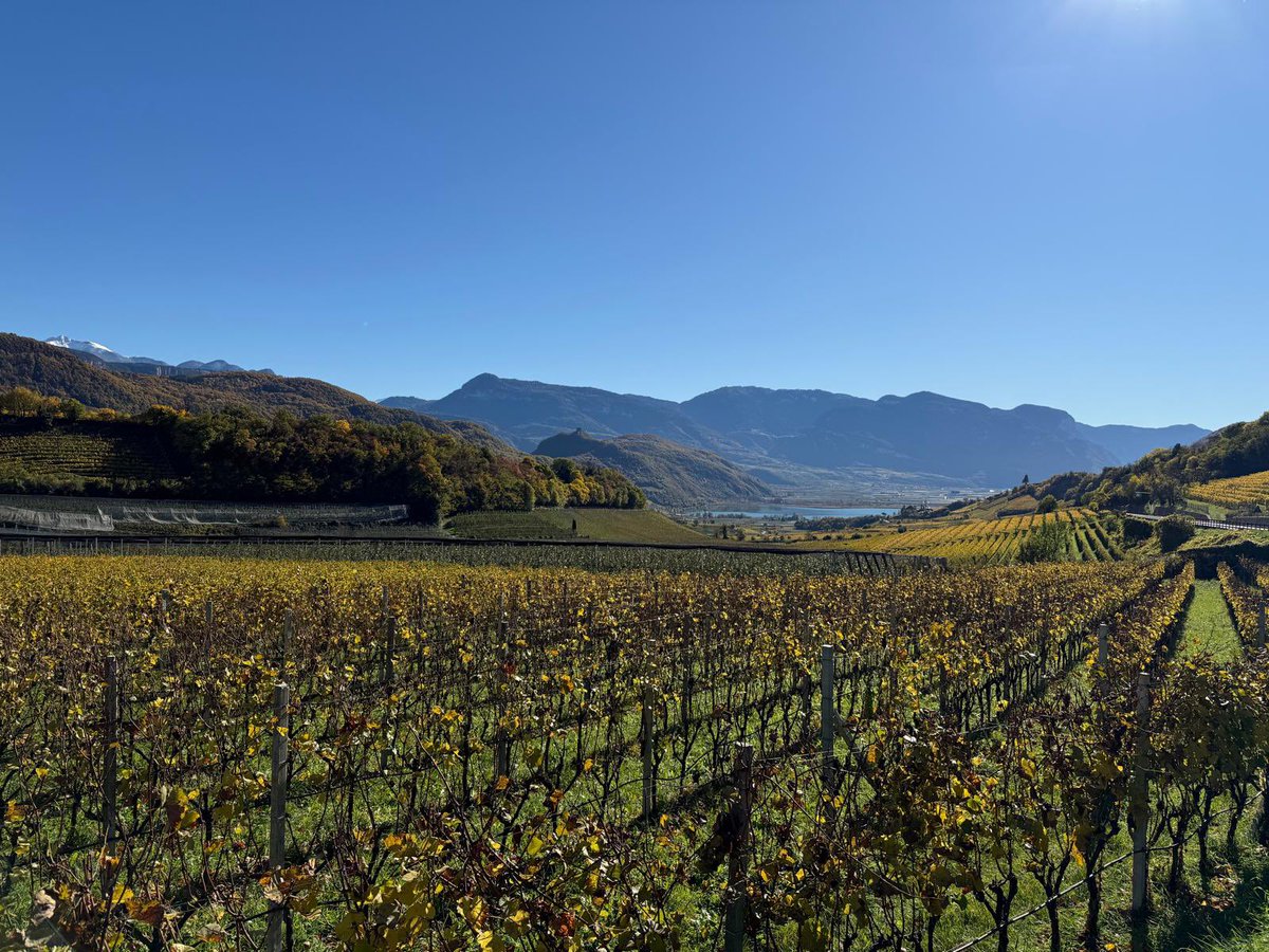 egtgolftours's tweet image. Go  on an epic tour through Alto Adige, Italy! 🍇🇮🇹 It was absolutely incredible – those stunning vineyards cascading down terraces, sparkling lakes below, and majestic mountains in the background. Pure magic!
#AltoAdige #SouthTyrol #ItalyTravel #VineyardViews #TerraceVineyards…
