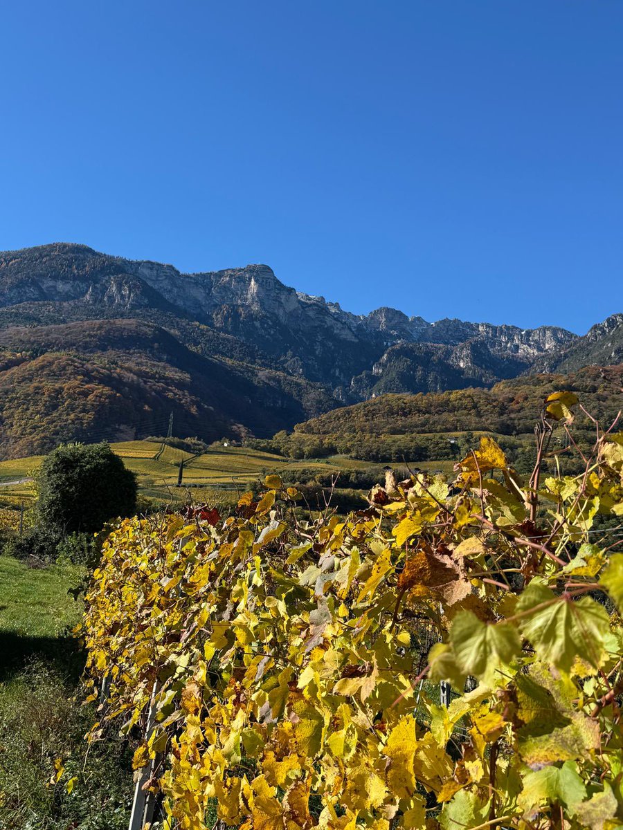 egtgolftours's tweet image. Go  on an epic tour through Alto Adige, Italy! 🍇🇮🇹 It was absolutely incredible – those stunning vineyards cascading down terraces, sparkling lakes below, and majestic mountains in the background. Pure magic!
#AltoAdige #SouthTyrol #ItalyTravel #VineyardViews #TerraceVineyards…